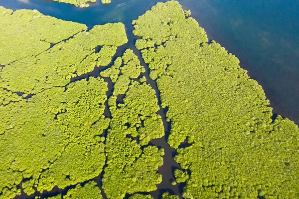 Mangrove med floder i Filippinerna. Tropiskt landskap med Mangrover och öar. — Stockfoto