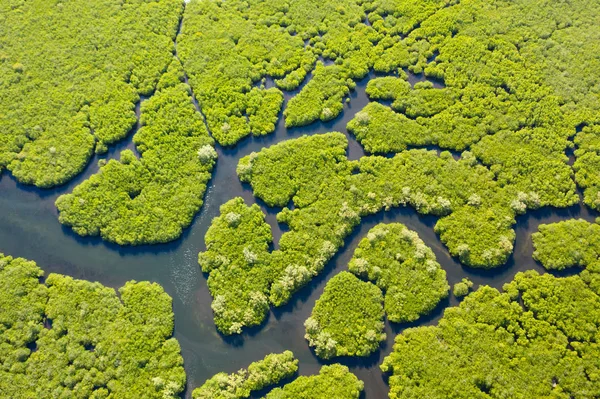 マングローブの木がある熱帯林、頂上からの眺め。マングローブと川. — ストック写真