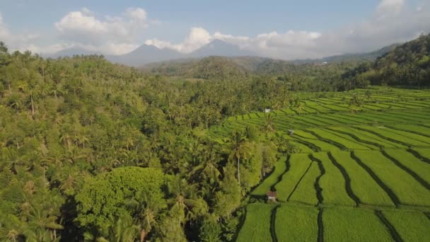 Rijstterrassen en landbouwgrond in Indonesië — Stockvideo
