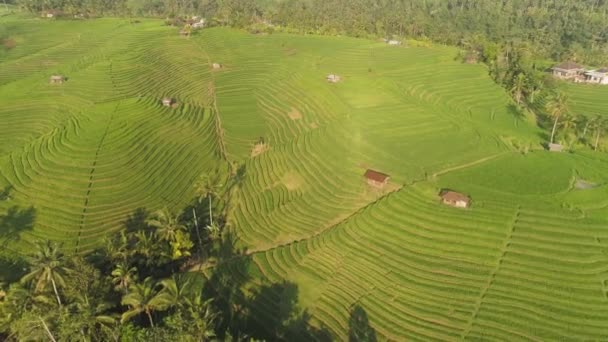 Rizsföldek mezőgazdasági földterülettel Indonéziában — Stock videók