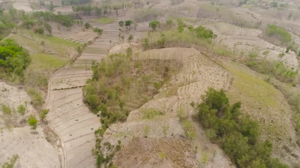 Paisagem agrícola em indonésia. — Vídeo de Stock