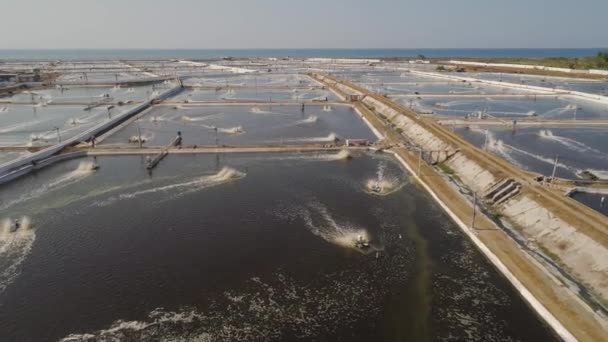 Shrimp farming in indonesia — Stock Video