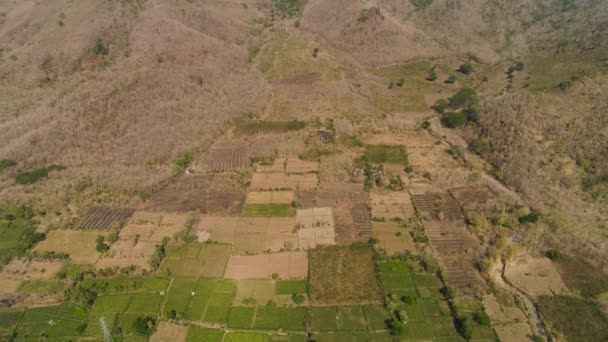 Mezőgazdasági földterület Indonéziában — Stock videók