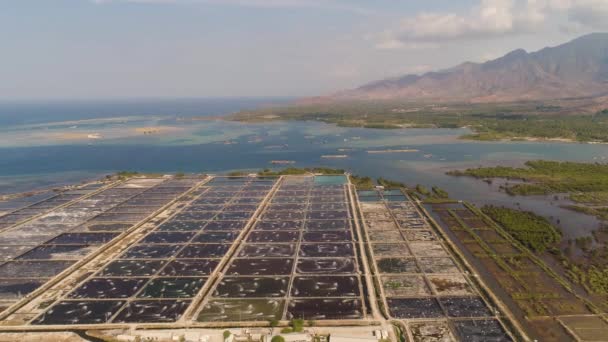 Shrimp farming in indonesia — Stock Video