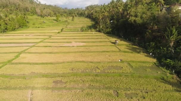 Rijstvelden met landbouwgrond in Indonesië — Stockvideo