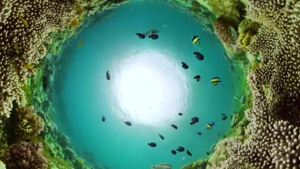 Arrecife de coral y peces tropicales bajo el agua. Camiguin, Filipinas — Vídeos de Stock