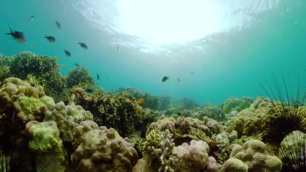 Le monde sous-marin d'un récif corallien. — Video