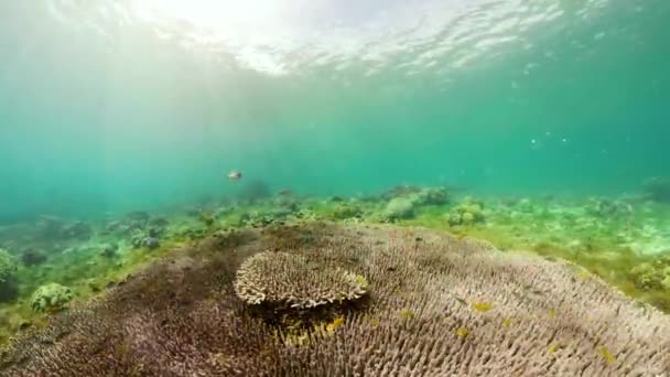 Koraalrif en tropische vissen onder water. Camiguin, Filipijnen — Stockvideo