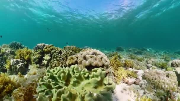 Barriera corallina e pesce tropicale. Camiguin, Filippine — Video Stock