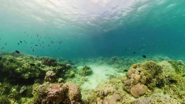 Arrecife de coral y peces tropicales. Camiguin, Filipinas — Vídeos de Stock