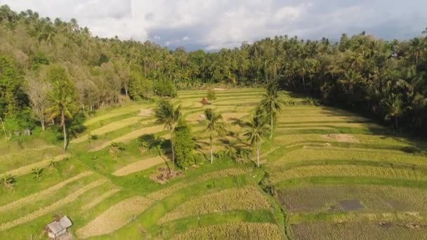 Rice fields with agricultural land in indonesia — Stock Video