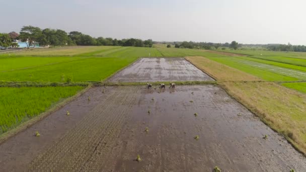 Campo de arroz y tierras agrícolas en Indonesia — Vídeo de stock