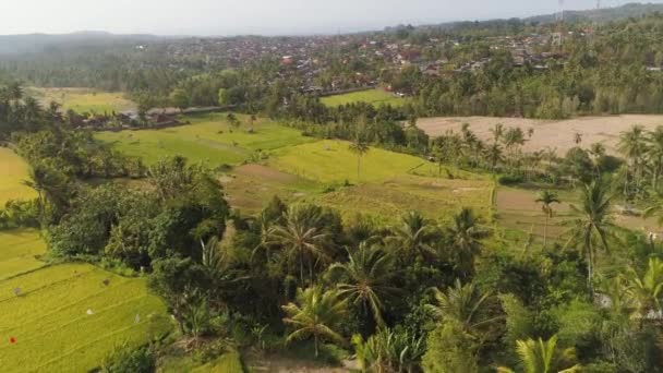 Поля рису з сільськогосподарськими угіддями в Індонезії — стокове відео