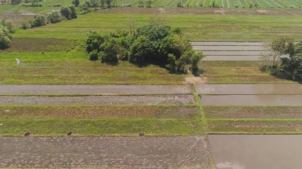 Endonezya 'da pirinç tarlası ve tarım arazisi — Stok video