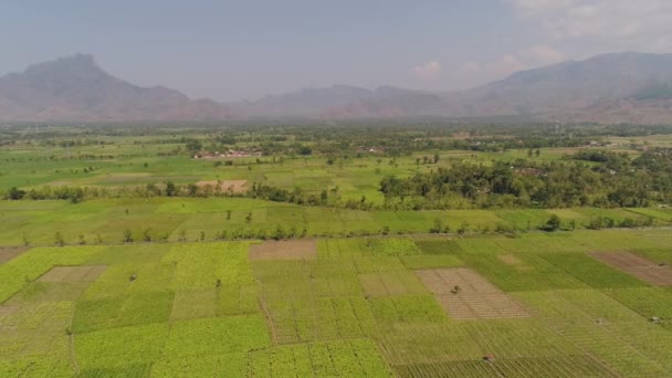 Landwirtschaftliche Flächen in Indonesien — Stockvideo