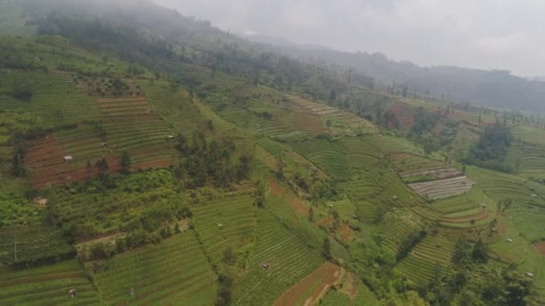 Trópusi táj mezőgazdasági földekkel a hegyekben — Stock videók
