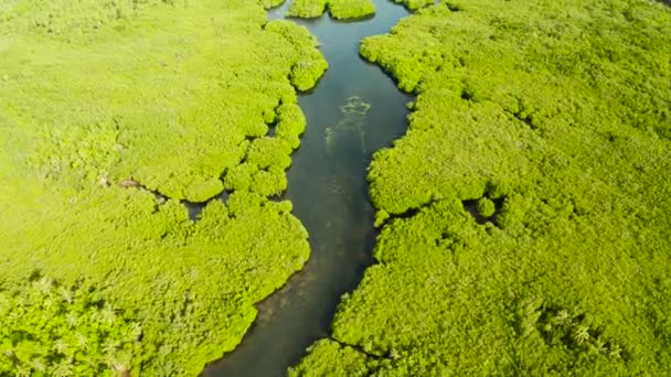 Vista aérea del bosque de manglares y el río. — Vídeo de stock