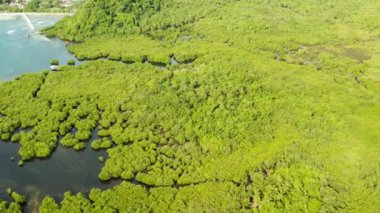 Mangrove ormanının ve nehrin havadan görünüşü.