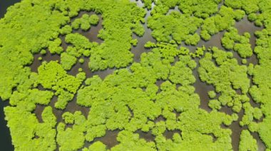 Mangrov ormanları ve nehirleri, en iyi manzara. Mangrov ağaçlarının tropikal arka planı.