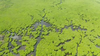 Mangrov ormanları ve nehirleri, en iyi manzara. Mangrov ağaçlarının tropikal arka planı.
