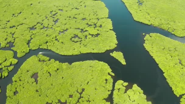 Tropisch bos met Mangrovebomen, het uitzicht vanaf de top. Mangroves en rivieren. — Stockvideo