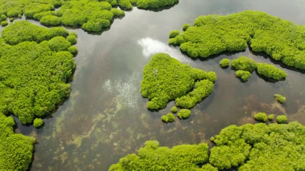 Widok z lotu ptaka na las Mangrove i rzekę. — Wideo stockowe