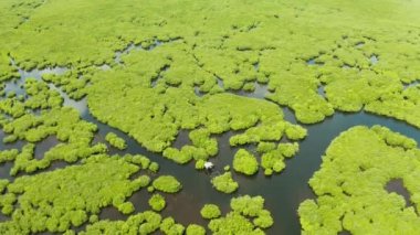 Mangrov ağaçları ile tropikal orman, yukarıdan görünümü. Mangrovlar ve nehirler.