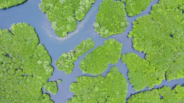 Mangrovlar, en iyi manzara. Mangrov ormanı ve dolambaçlı nehirler.