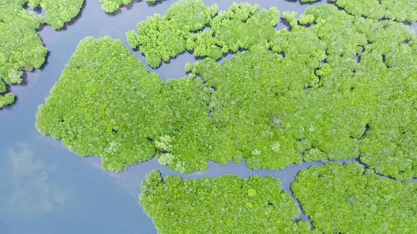 Mangroves, top view. Mangrove forest and winding rivers. — Stock Photo, Image