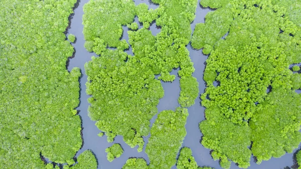 Mangrover, uppifrån. Mangrove Forest och slingrande floder. — Stockfoto