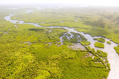 Mangrovlar, en iyi manzara. Mangrov ormanı ve dolambaçlı nehirler.