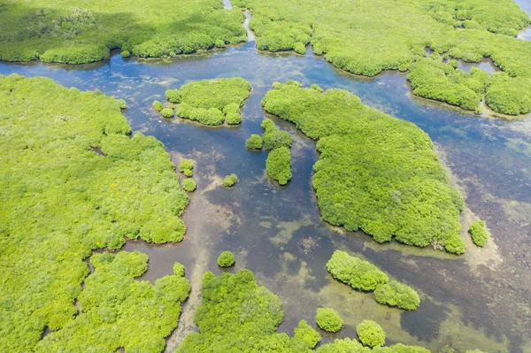 Mangrove forests and rivers, top view. Tropical background of mangrove trees. — Stock Photo, Image
