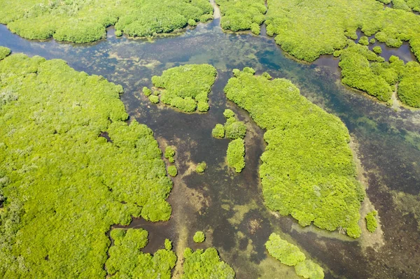 Tropisk skog med Mangrove träd, utsikten från toppen. Mangrover och floder. — Stockfoto