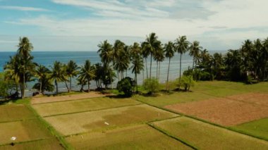 Deniz den pirinç terasları ve palmiye ağaçları ile peyzaj.