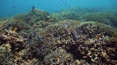 Suyun altında balıklı mercan kayalıkları. Camiguin, Filipinler