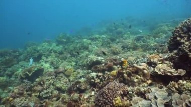 Mercan kayalıkları ve tropikal balıklar. Camiguin, Filipinler