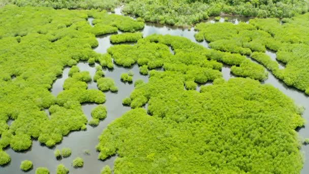 Mangrove ormanının ve nehrin havadan görünüşü. — Stok video