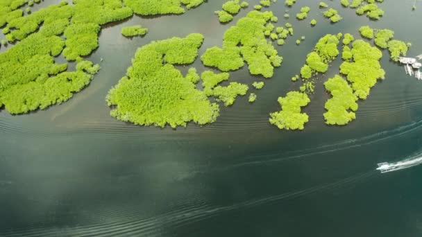 Rio largo com manguezais, vista superior. Um barco a motor está navegando ao longo de árvores tropicais . — Vídeo de Stock