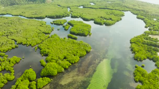 Vista aérea del bosque de manglares y el río. — Vídeos de Stock