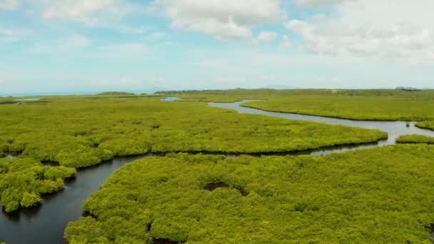 Mangrove ormanının ve nehrin havadan görünüşü. — Stok video