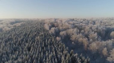 Kış ormanı Yukarıdan bak. Kış manzarası. Soğuk havada kozalaklı ve yaprak döken ağaçlar..