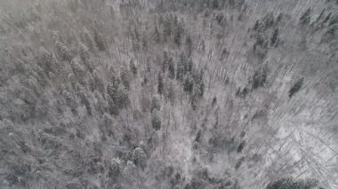 Kış ormanı Yukarıdan bak. Kış manzarası. Soğuk havada kozalaklı ve yaprak döken ağaçlar..