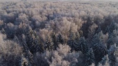 Kış ormanı Yukarıdan bak. Kış manzarası. Soğuk havada kozalaklı ve yaprak döken ağaçlar. Buzlu ağaçlar