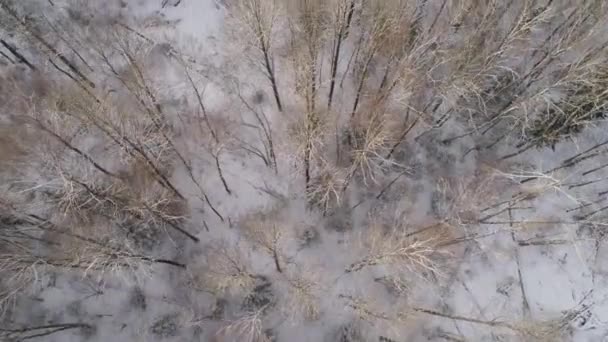Forêt d'hiver. Vue d'en haut. Paysage hivernal. Conifères et feuillus par temps givré . — Video
