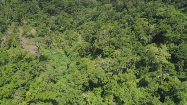 Neproniknutelná džungle. Deštný prales s velkými stromy, výhled shora. — Stock video
