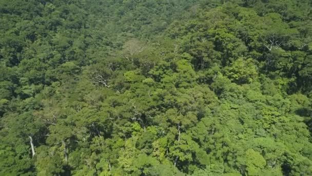 Ondoordringbare jungle. Regenwoud met grote bomen, bovenaanzicht. — Stockvideo