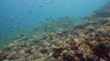 Suyun altında balıklı mercan kayalıkları. Camiguin, Filipinler
