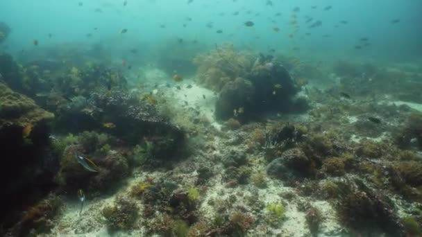 O mundo subaquático de um recife de coral. Peixes tropicais no mar . — Vídeo de Stock