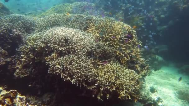 Le monde sous-marin d'un récif corallien. Poissons tropicaux dans la mer . — Video