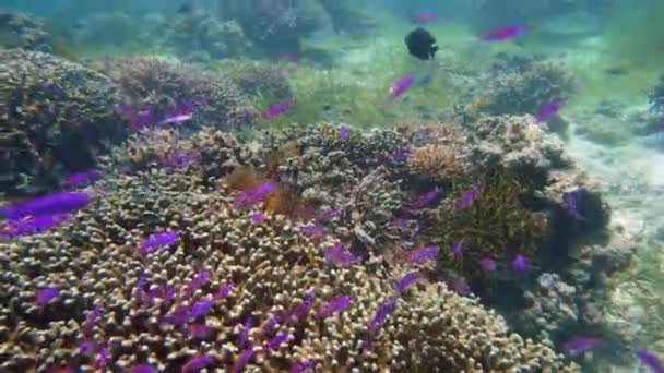 Le monde sous-marin d'un récif corallien. Poissons tropicaux dans la mer. Monde sous-marin. Poissons dans les coraux . — Video